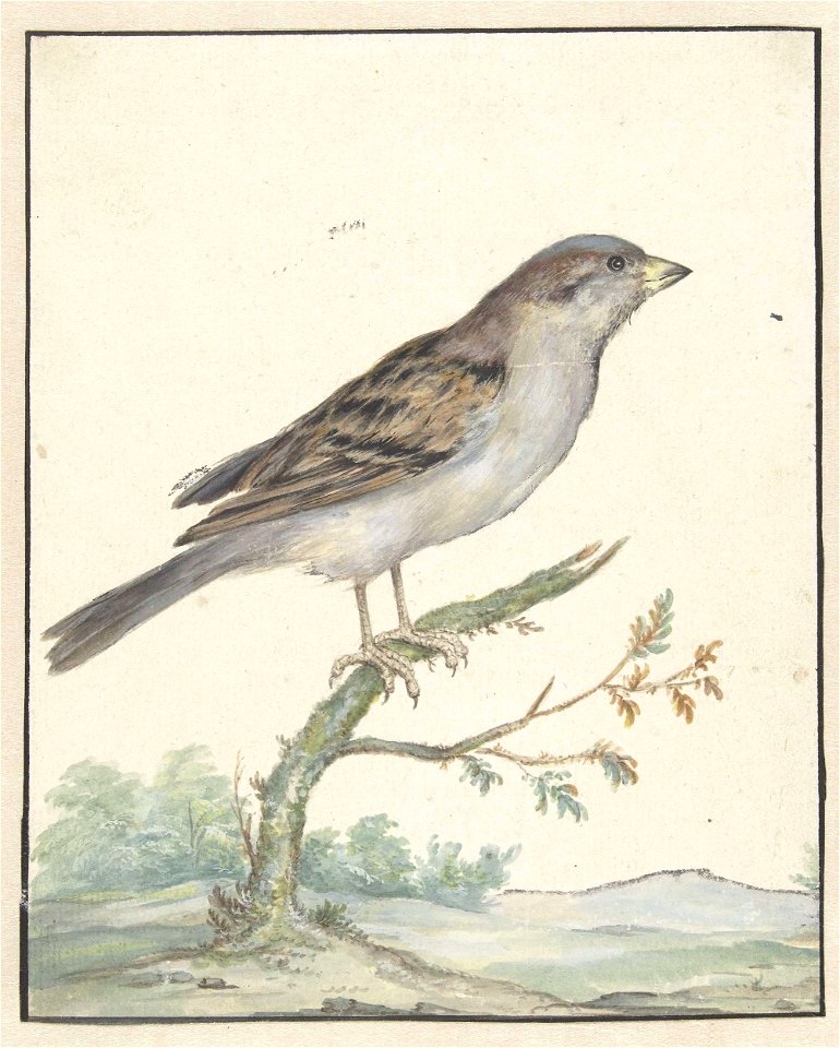 Huismus