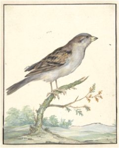 Huismus
