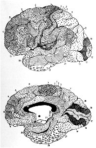 Human Brodmann areas (K. Brodmann, 1909, p. 131, Fig. 85-86)