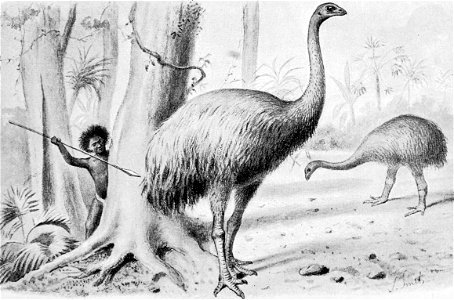 Hunting Moa - rotated