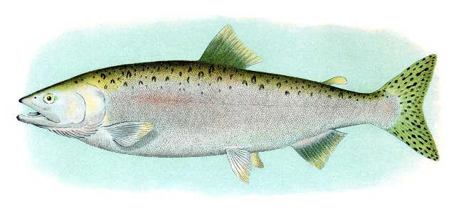 Humpback Salmon Adult Male. Free illustration for personal and commercial use.