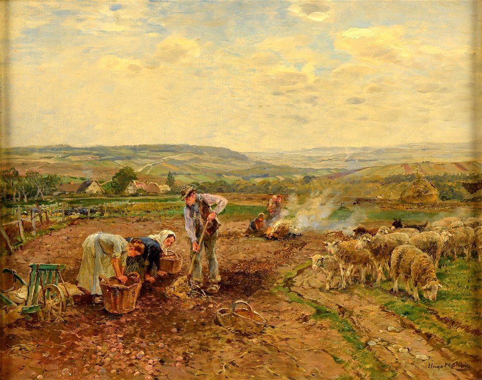 Hugo Mühlig Kartoffelernte in Hessen