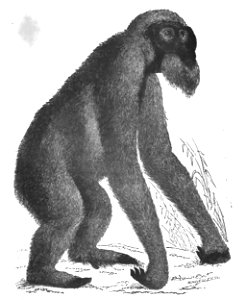 Huxley - De la place de l'homme dans la nature (page 164 crop)-2