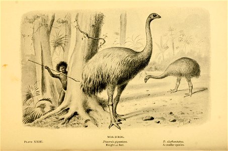 Hunting Moa