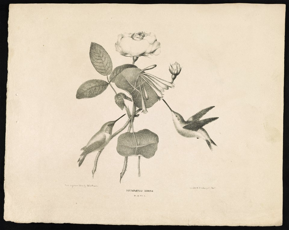 Humming birds - from life & on stone by M.E.D. Brown ; his lith. No. 5 Library St. Phila. LCCN2013651016