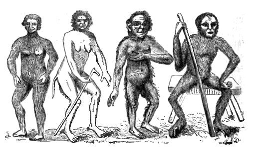 Huxley - De la place de l'homme dans la nature (page 139 crop)