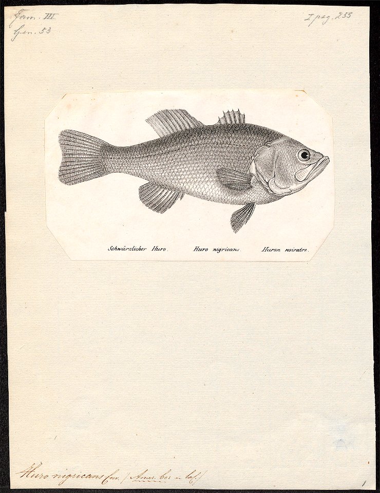 Huro nigricans - 1809-1845 - Print - Iconographia Zoologica - Special Collections University of Amsterdam - UBA01 IZ13000080