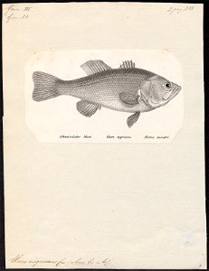 Huro nigricans - 1809-1845 - Print - Iconographia Zoologica - Special Collections University of Amsterdam - UBA01 IZ13000080