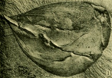 Hurdia triangulata USNM PAL 57721