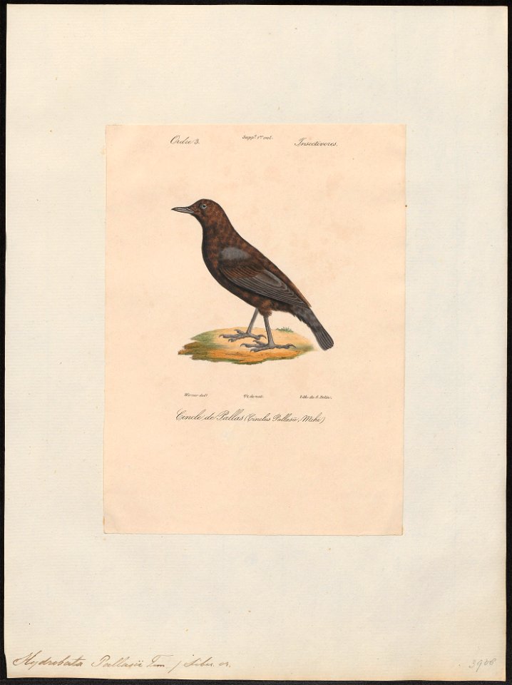 Hydrobata pallasii - 1842-1848 - Print - Iconographia Zoologica - Special Collections University of Amsterdam - UBA01 IZ16300393