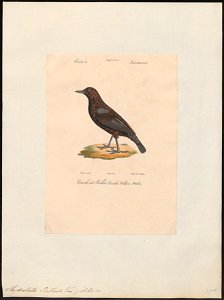 Hydrobata pallasii - 1842-1848 - Print - Iconographia Zoologica - Special Collections University of Amsterdam - UBA01 IZ16300393