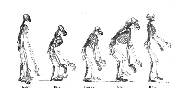 Huxley - De la place de l'homme dans la nature (page 218 crop)