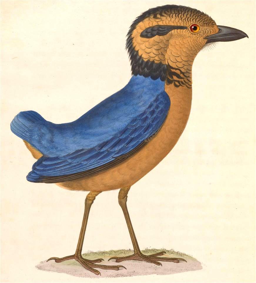 Hydrornis caeruleus 1838