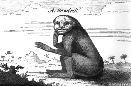 Huxley - De la place de l'homme dans la nature (page 137 crop)