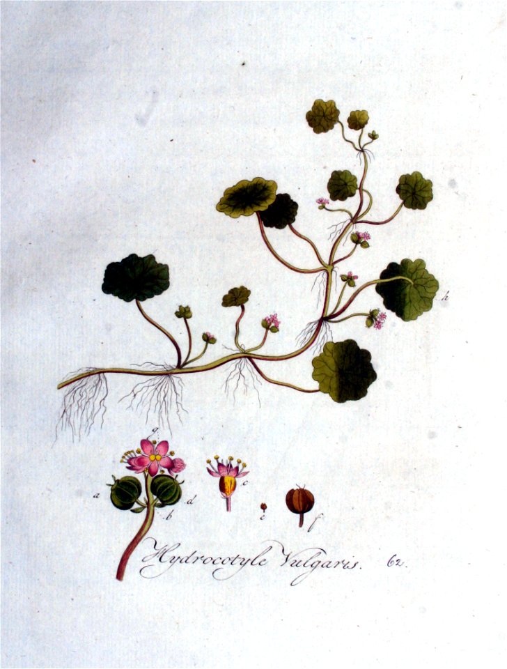 Hydrocotyle vulgaris — Flora Batava — Volume v1