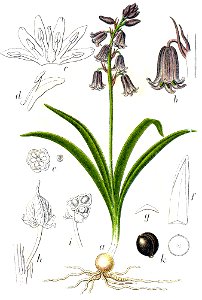 Hyacinthoides non-scripta Sturm39