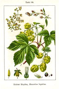 Humulus lupulus Sturm04038