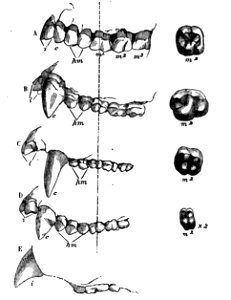 Huxley - De la place de l'homme dans la nature (page 236 crop)-1