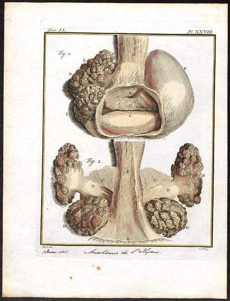 Hyaena spec. - anatomie - 1700-1880 - Print - Iconographia Zoologica - Special Collections University of Amsterdam - UBA01 IZ22200099