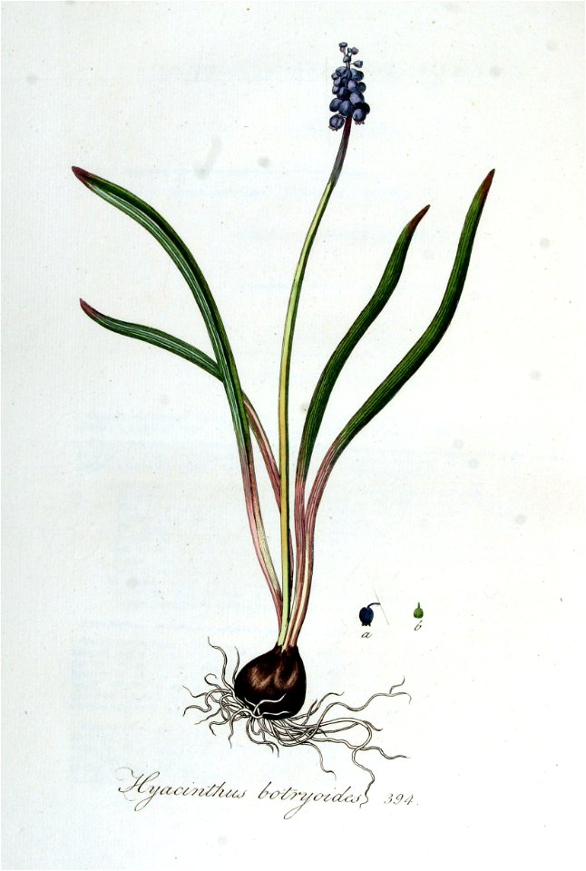 Hyacinthus botryoides — Flora Batava — Volume v5