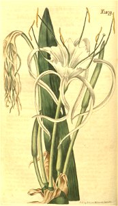 Hymenocallis littoralis Sims, Bot. Mag. 44. t. 1879. 1817. Free illustration for personal and commercial use.