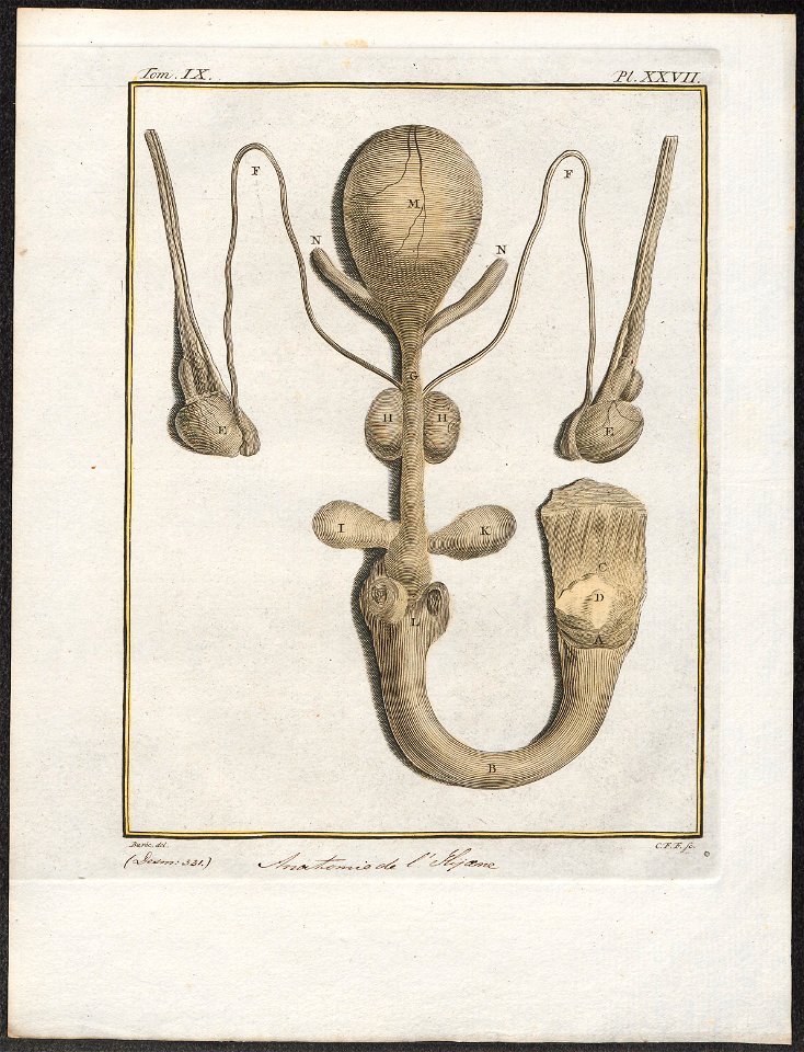 Hyaena spec. - anatomie - 1700-1880 - Print - Iconographia Zoologica - Special Collections University of Amsterdam - UBA01 IZ22200097