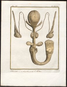 Hyaena spec. - anatomie - 1700-1880 - Print - Iconographia Zoologica - Special Collections University of Amsterdam - UBA01 IZ22200097