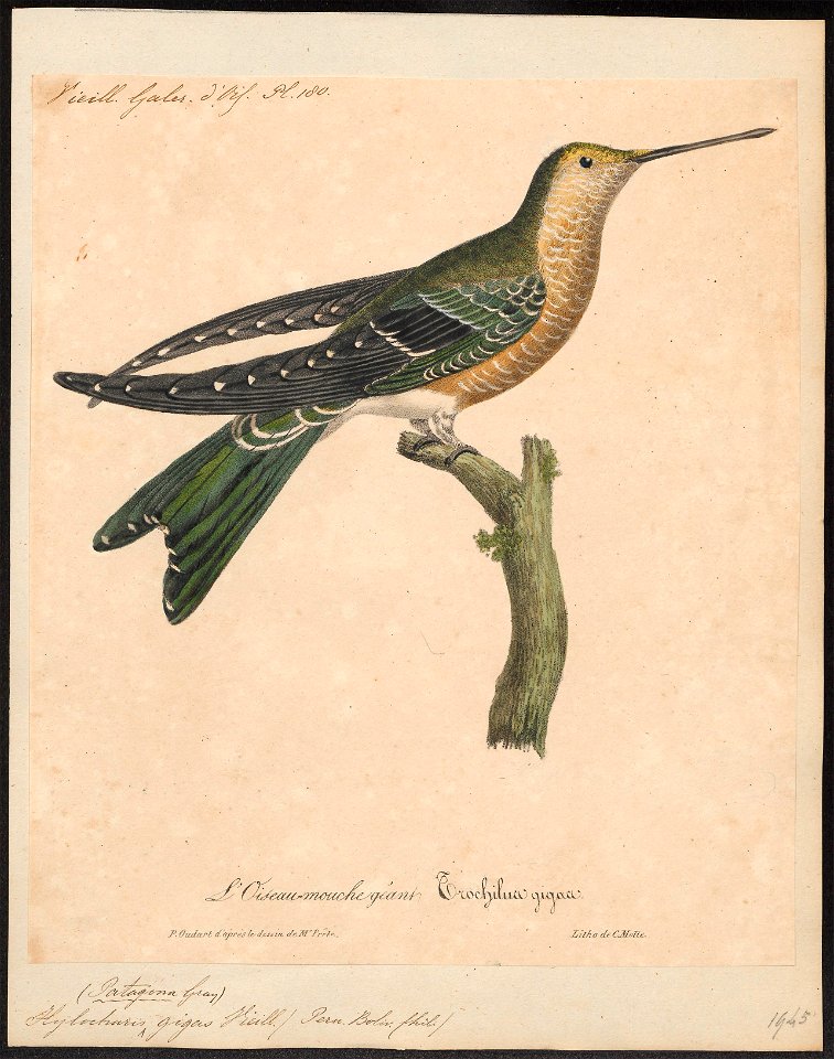 Hylocharis gigas - 1825-1834 - Print - Iconographia Zoologica - Special Collections University of Amsterdam - UBA01 IZ19100525