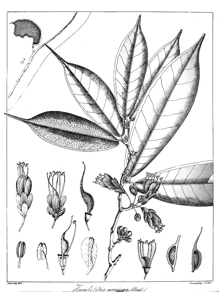 Humboldtia unijuga Govindoo