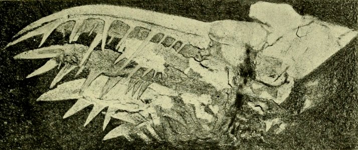 Hurdia victoria USNM PAL 57492