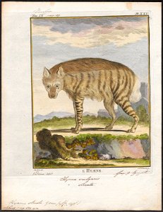 Hyaena striata - 1700-1880 - Print - Iconographia Zoologica - Special Collections University of Amsterdam - UBA01 IZ22200063
