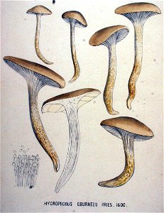 Hycrophorus eburneus — Flora Batava — Volume v20. Free illustration for personal and commercial use.