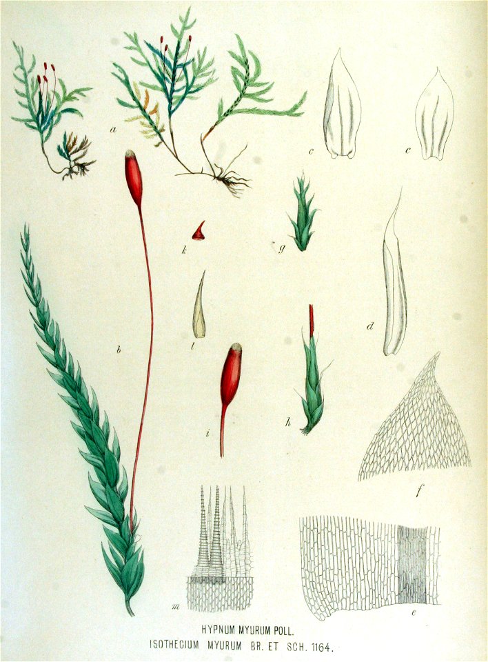 Hypnum myurum — Flora Batava — Volume v15