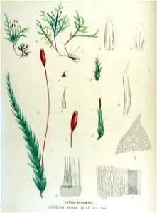 Hypnum myurum — Flora Batava — Volume v15. Free illustration for personal and commercial use.