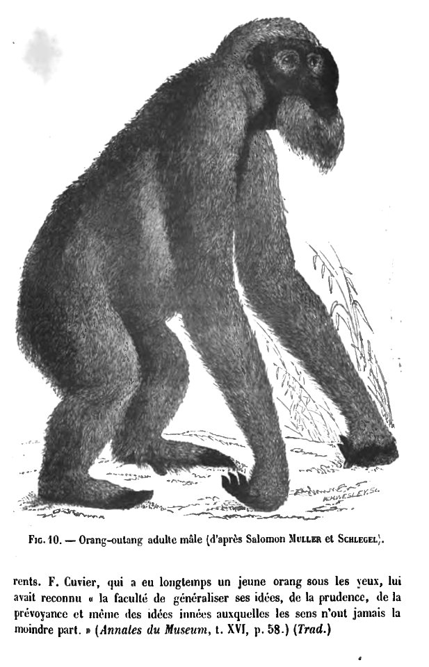 Huxley - De la place de l'homme dans la nature (page 164 crop)