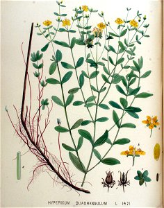 Hypericum quadrangulum — Flora Batava — Volume v18