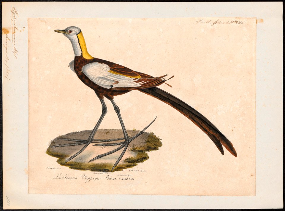 Hydrophasianus chirurgus - 1825-1834 - Print - Iconographia Zoologica - Special Collections University of Amsterdam - UBA01 IZ17500291