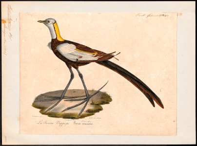 Hydrophasianus chirurgus - 1825-1834 - Print - Iconographia Zoologica - Special Collections University of Amsterdam - UBA01 IZ17500291