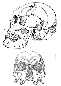 Huxley - De la place de l'homme dans la nature (page 342 crop)