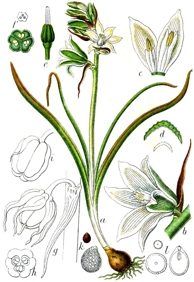 Hyacinthaceae sp Sturm33
