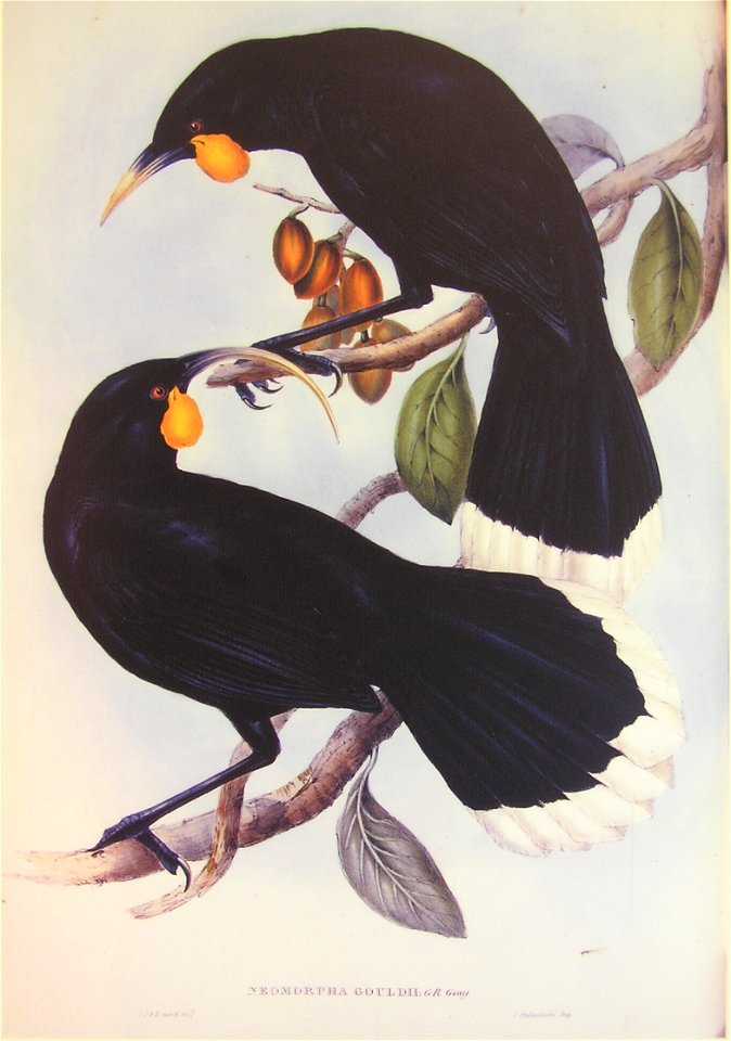 Huia pair illustration
