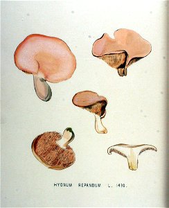 Hydnum repandum — Flora Batava — Volume v18. Free illustration for personal and commercial use.