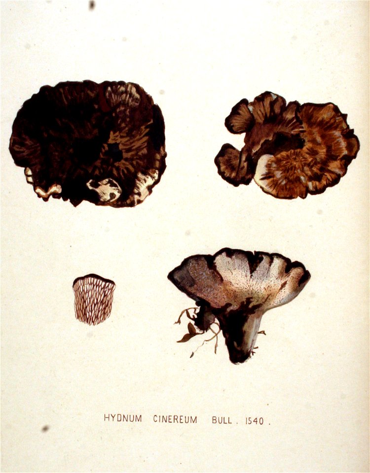 Hydnum cinereum — Flora Batava — Volume v20