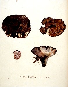 Hydnum cinereum — Flora Batava — Volume v20. Free illustration for personal and commercial use.