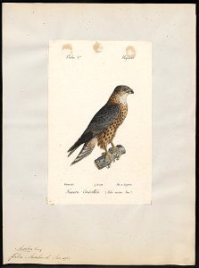 Hypotriorchis aesalon - 1842-1848 - Print - Iconographia Zoologica - Special Collections University of Amsterdam - UBA01 IZ18200201