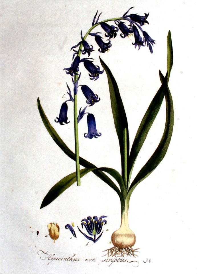 Hyacinthus non-scriptus — Flora Batava — Volume v1