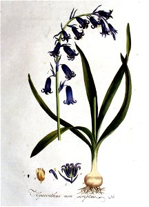 Hyacinthus non-scriptus — Flora Batava — Volume v1