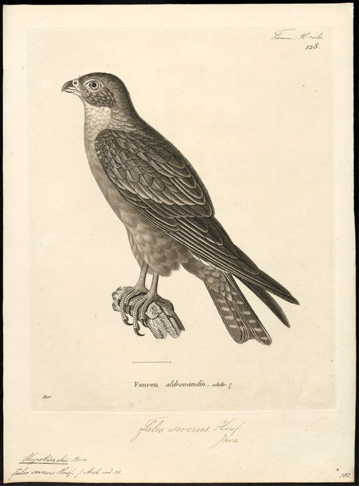 Hypotriorchis severus - 1700-1880 - Print - Iconographia Zoologica - Special Collections University of Amsterdam - UBA01 IZ18200185