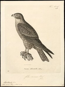 Hypotriorchis severus - 1700-1880 - Print - Iconographia Zoologica - Special Collections University of Amsterdam - UBA01 IZ18200185