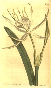 Hymenocallis rotata (as Pancratium rotatum var. biflorum) 27.1082. Free illustration for personal and commercial use.